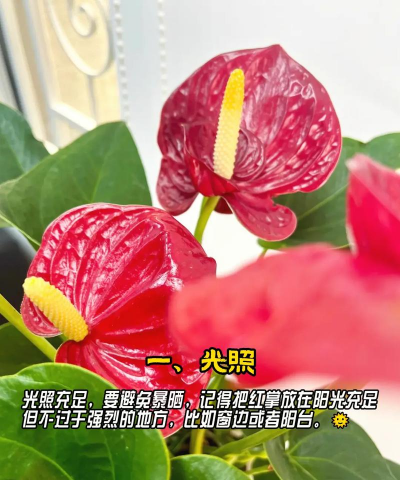 红壹花怎么养,新手入门指南,轻松掌握养护技巧 红壹花怎么养,新手入门指南,轻松掌握养护技巧
