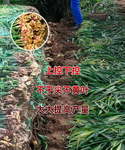 生姜栽培种植技术,选对方法,轻松收获 生姜栽培种植技术,选对方法,轻松收获