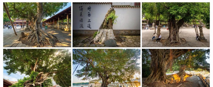 泉州园林绿化设计,提升城市美感,打造宜居环境 泉州园林绿化设计,提升城市美感,打造宜居环境