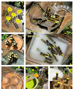 无花果的栽培技术,掌握关键步骤,轻松收获甜蜜果实 无花果的栽培技术,掌握关键步骤,轻松收获甜蜜果实