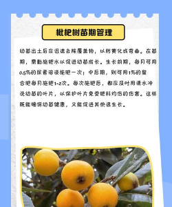 枇杷树白蚁防治,找准关键方法,保护果树健康 枇杷树白蚁防治,找准关键方法,保护果树健康