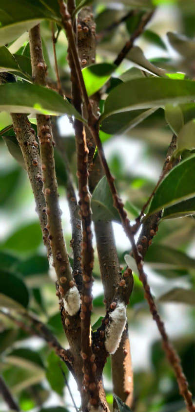 蜡树怎么防治,常见虫害识别,有效处理办法 蜡树怎么防治,常见虫害识别,有效处理办法