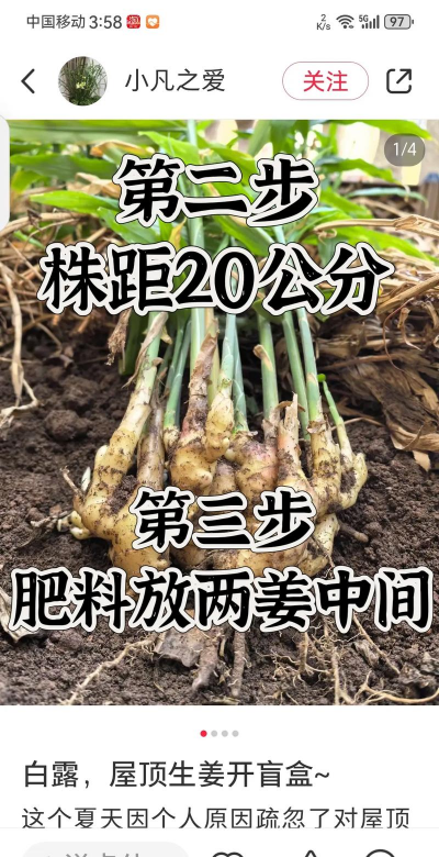 生姜的栽培技术,选对方法,轻松收获 生姜的栽培技术,选对方法,轻松收获