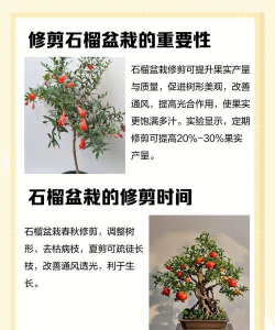 石榴树栽培技术,选对品种,掌握关键步骤 石榴树栽培技术,选对品种,掌握关键步骤