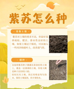 紫苏栽培技术,掌握关键步骤,轻松收获健康植株 紫苏栽培技术,掌握关键步骤,轻松收获健康植株