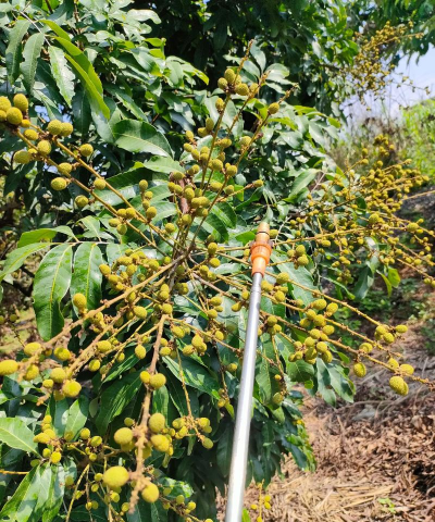 桂圆树病虫防治,识别常见病害,掌握有效方法 桂圆树病虫防治,识别常见病害,掌握有效方法