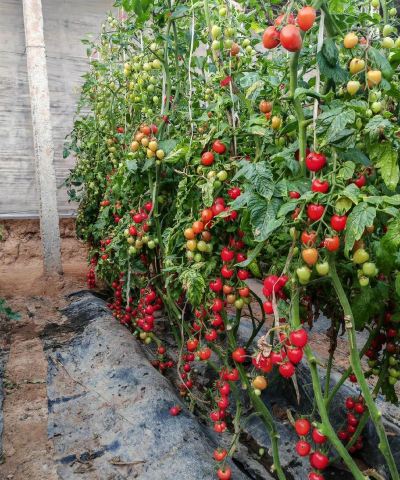 圣女果栽培技术,轻松上手,收获满满 圣女果栽培技术,轻松上手,收获满满