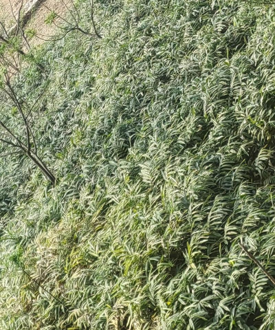 砂仁栽培,选对品种,掌握关键步骤 砂仁栽培,选对品种,掌握关键步骤