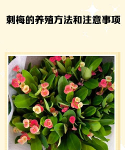 刺梅栽培,选对方法,轻松上手 刺梅栽培,选对方法,轻松上手