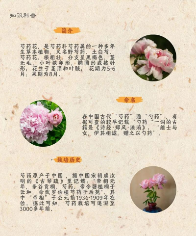 芍药花怎么养开,掌握关键技巧,轻松绽放 芍药花怎么养开,掌握关键技巧,轻松绽放