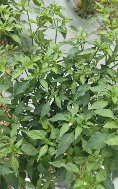 青椒树怎么防治,常见病害识别,有效应对方法 青椒树怎么防治,常见病害识别,有效应对方法