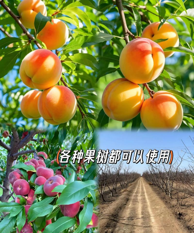 树流胶防治,找准原因,对症下药 树流胶防治,找准原因,对症下药