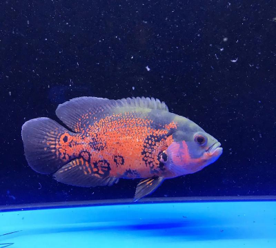 花猪鱼怎么养,新手入门指南,常见问题解答 花猪鱼怎么养,新手入门指南,常见问题解答