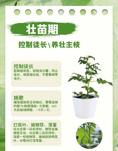 西红柿的栽培方法,掌握关键步骤,轻松收获果实 西红柿的栽培方法,掌握关键步骤,轻松收获果实