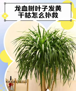 龙须树病虫防治,识别常见病害,掌握有效方法 龙须树病虫防治,识别常见病害,掌握有效方法