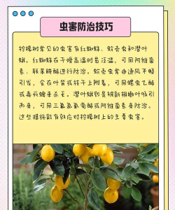 树病虫怎样防治,常见问题解析,实用方法分享 树病虫怎样防治,常见问题解析,实用方法分享