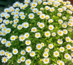 小菊栽培,轻松上手,花开满园 小菊栽培,轻松上手,花开满园