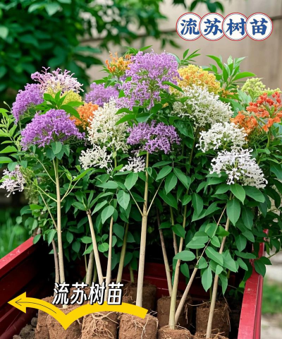 什么树防治蚊子,驱蚊效果实测,选择建议 什么树防治蚊子,驱蚊效果实测,选择建议