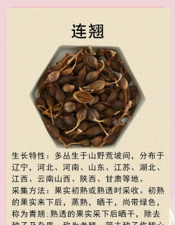 连翘树病害防治,常见问题识别,有效应对方法 连翘树病害防治,常见问题识别,有效应对方法