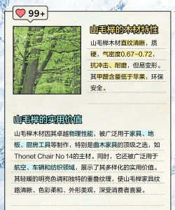 榉树的防治,常见问题解析,实用方法分享 榉树的防治,常见问题解析,实用方法分享