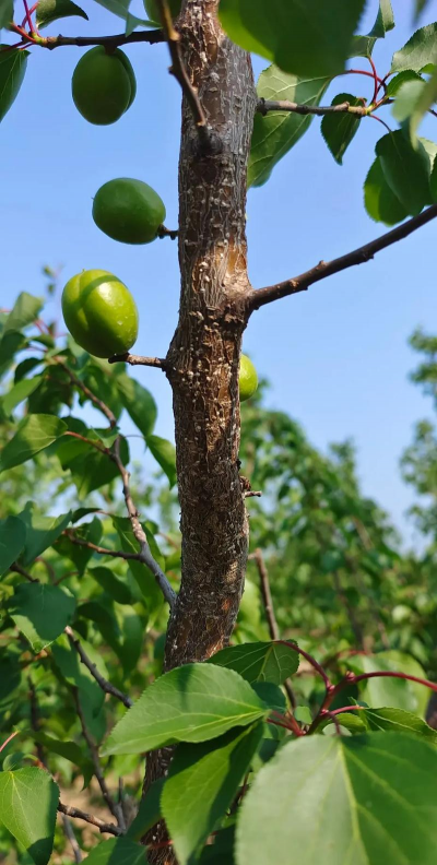 杏树树虱防治,识别虫害特征,掌握有效方法 杏树树虱防治,识别虫害特征,掌握有效方法