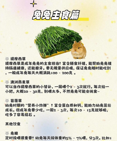 花明兔怎么养,新手入门指南,轻松上手技巧 花明兔怎么养,新手入门指南,轻松上手技巧