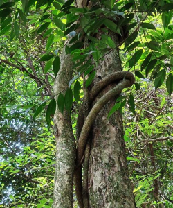藤蔓缠树防治,保护树木健康,避免缠绕危害 藤蔓缠树防治,保护树木健康,避免缠绕危害