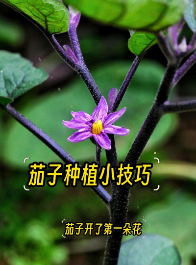 茄子的栽培方法,掌握关键步骤,轻松收获果实 茄子的栽培方法,掌握关键步骤,轻松收获果实