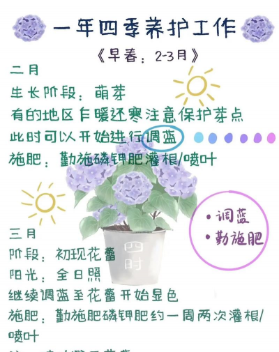 大花绣球怎么养,掌握关键技巧,花开更繁盛 大花绣球怎么养,掌握关键技巧,花开更繁盛