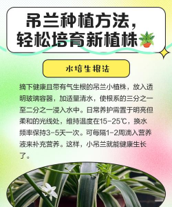 吊兰的栽培方法,轻松上手,四季常绿 吊兰的栽培方法,轻松上手,四季常绿