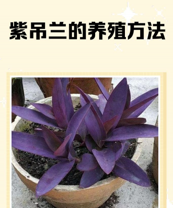 紫鹿花怎么养,掌握关键技巧,轻松养出好状态 紫鹿花怎么养,掌握关键技巧,轻松养出好状态