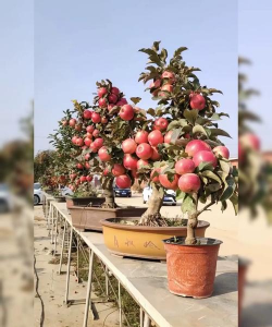 矮化苹果栽培技术,选对品种,掌握方法 矮化苹果栽培技术,选对品种,掌握方法