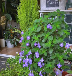 海豚花怎么养好,掌握关键技巧,轻松爆盆开花 海豚花怎么养好,掌握关键技巧,轻松爆盆开花