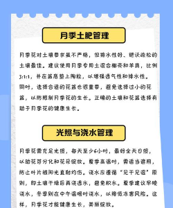月季花怎么养出大花,掌握关键技巧,轻松实现爆花 月季花怎么养出大花,掌握关键技巧,轻松实现爆花