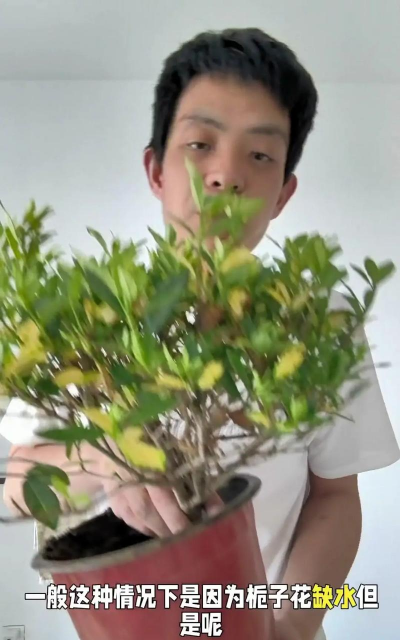 栀子花怎么养浇水,掌握正确方法,避免黄叶烂根 栀子花怎么养浇水,掌握正确方法,避免黄叶烂根