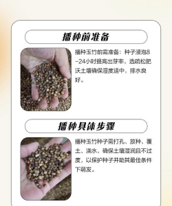 玉竹栽培技术,选对方法,轻松上手 玉竹栽培技术,选对方法,轻松上手