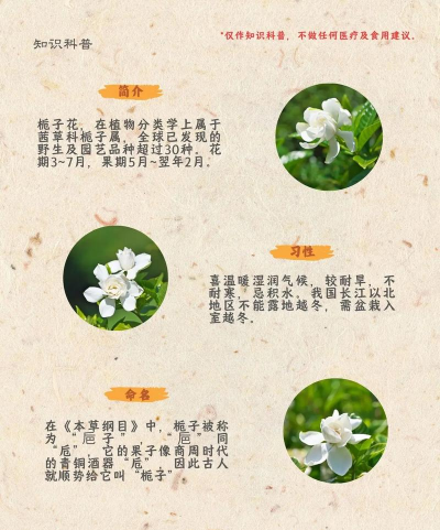 栀子花怎么分枝养,掌握关键技巧,轻松爆盆开花 栀子花怎么分枝养,掌握关键技巧,轻松爆盆开花