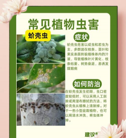 树喇子防治,常见虫害识别,有效治理方法 树喇子防治,常见虫害识别,有效治理方法