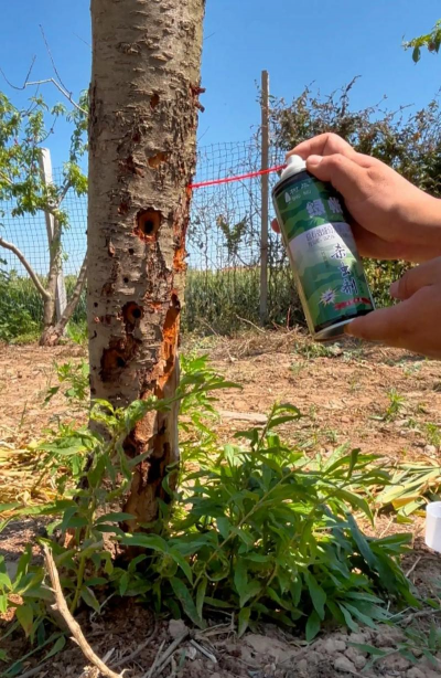 胡柚树天牛防治,识别虫害特征,掌握有效方法 胡柚树天牛防治,识别虫害特征,掌握有效方法