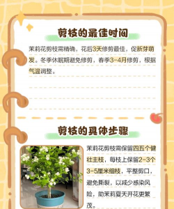 剪枝茉莉花怎么养,掌握修剪时机,促进开花繁茂 剪枝茉莉花怎么养,掌握修剪时机,促进开花繁茂
