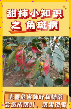 柿树花期防治,常见问题解答,实用技巧分享 柿树花期防治,常见问题解答,实用技巧分享