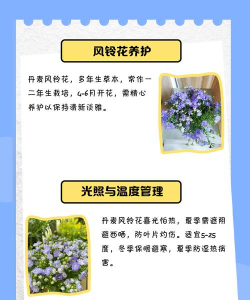 丹麦风铃花,室内养护技巧,轻松打造小花园 丹麦风铃花,室内养护技巧,轻松打造小花园