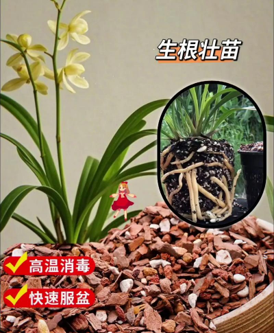 兰花栽培基质,选对材料,养好兰花 兰花栽培基质,选对材料,养好兰花