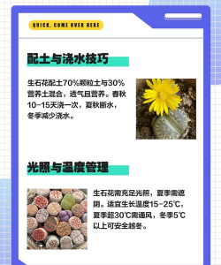 生石花刚到怎么养,新手入门指南,快速掌握养护技巧 生石花刚到怎么养,新手入门指南,快速掌握养护技巧