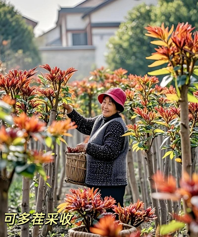香椿树栽培技术,掌握关键要点,轻松种出好味道 香椿树栽培技术,掌握关键要点,轻松种出好味道