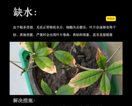 桂花树病害防治,识别常见问题,掌握有效方法 桂花树病害防治,识别常见问题,掌握有效方法