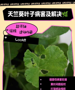 秋葵树病害防治,常见问题识别,有效应对方法 秋葵树病害防治,常见问题识别,有效应对方法