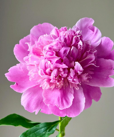 蓝富士芍药花怎么养,掌握关键技巧,花开更艳丽 蓝富士芍药花怎么养,掌握关键技巧,花开更艳丽