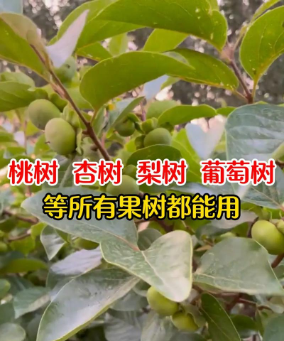 果树树病虫防治,识别常见问题,掌握有效方法 果树树病虫防治,识别常见问题,掌握有效方法