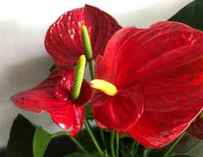 红色白掌花怎么养,掌握关键技巧,轻松养出好状态 红色白掌花怎么养,掌握关键技巧,轻松养出好状态